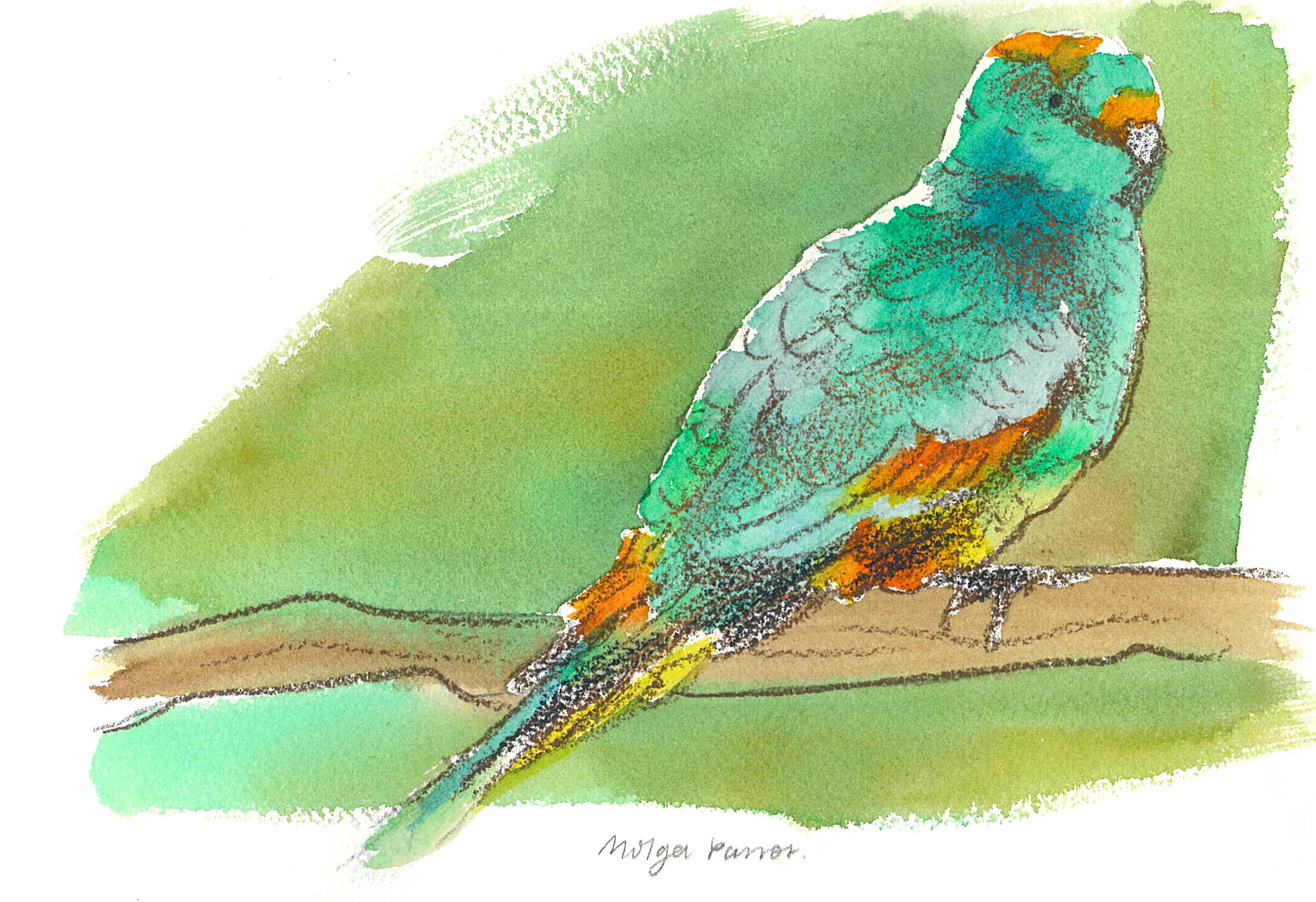 Watercolour and pencil illustration of a mulga parrot with rim lighting on its aqua and green feathers.