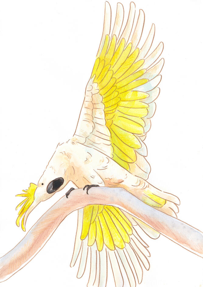 Silly Sulphur Crested Cockatoo - Watercolour and Coloured Pencil Illustration