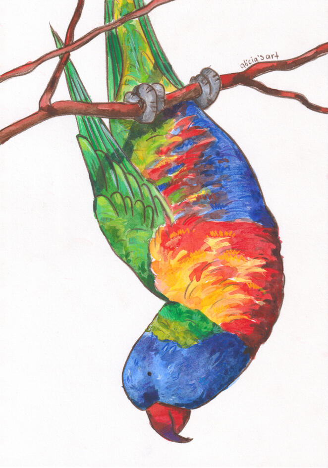 Rainbow Lorikeet - Watercolour and Coloured Pencil Illustration